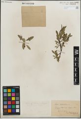 Foto von Salix kitaibeliana Willd.
